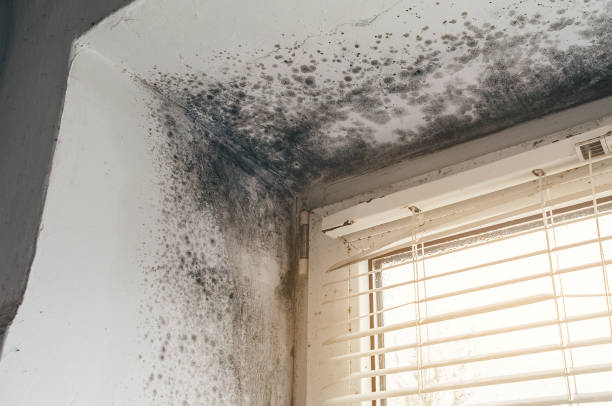 Affordable Mold Cleanup solutions in Dayton, TX