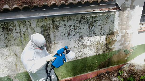 Trusted Black Mold Removal service in Dayton, TX - Cheap Mold Removal